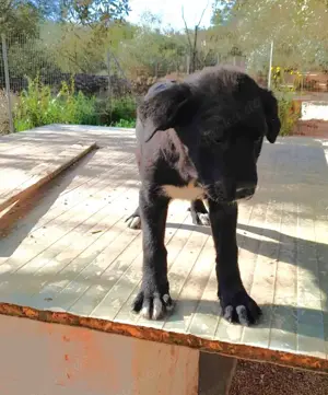 Junger Mischlingsrüde Misha sucht Zuhause Bild 4