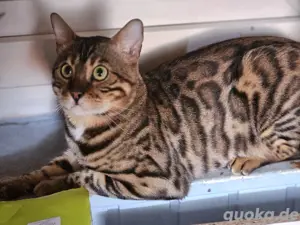 Bengalkater kastriert 