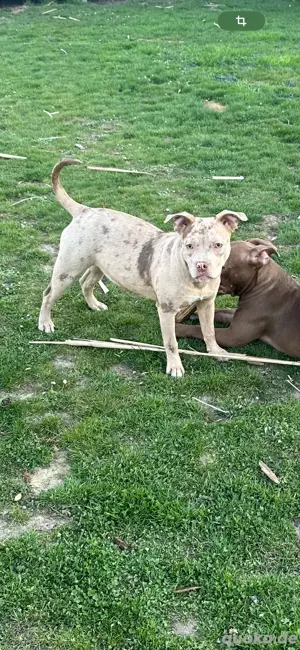 American Pocket Bully Junghunde Merle 9 monate alte  