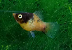 Hummelplaty