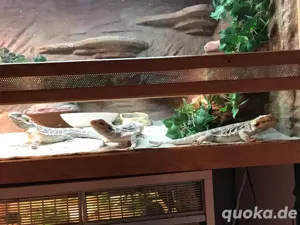 Bartagamenjungtiere von Mai 2024 Bild 2