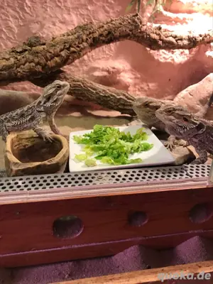 Bartagamenjungtiere von Mai 2024 Bild 5