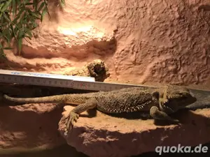 Bartagamenjungtiere von Mai 2024 Bild 3