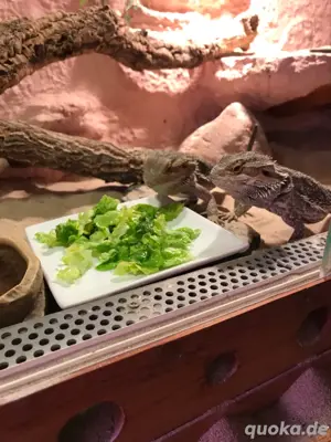 Bartagamenjungtiere von Mai 2024 Bild 4