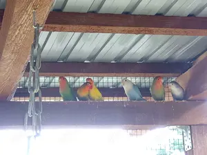 Platz in Vogelvilliere Aussen Winter Sommer Unzertrennliche