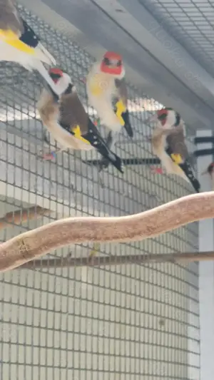 Stieglitz Major & Mutation