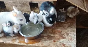 junge Zwergkaninchen kleine Kaninchen Löwenköpfchen Farbzwerge 14 Wochen alt geimpft Bild 4