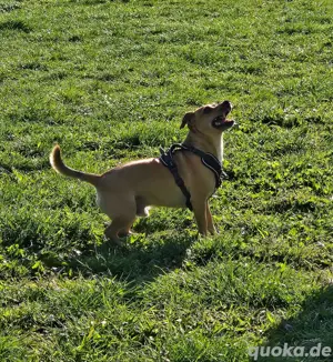  Jack Russell Terrier  Deckrüde