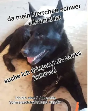 Suche dringend neues zuhause