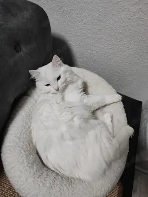 Reinrassige Türkisch Angora Katze