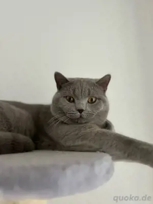 Reinrassiger Deckkater in Lilac Bild 1