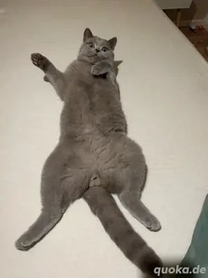 Reinrassiger Deckkater in Lilac Bild 8
