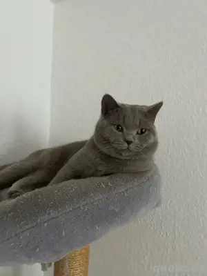 Reinrassiger Deckkater in Lilac Bild 5