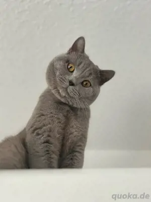 Reinrassiger Deckkater in Lilac Bild 2