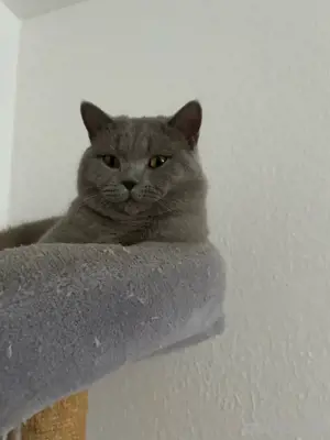 Reinrassiger Deckkater in Lilac Bild 4