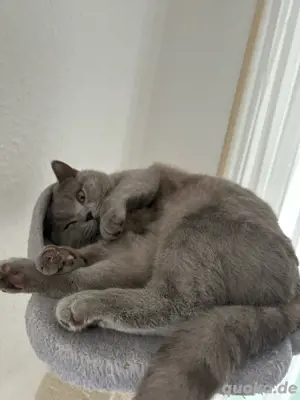 Reinrassiger Deckkater in Lilac Bild 7