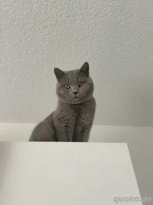 Reinrassiger Deckkater in Lilac Bild 6
