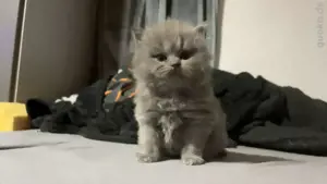 britisch langhaar katze 
