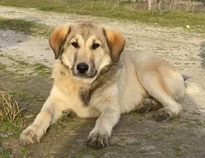 Hanno, geb. ca. 09 2024,lebt in GRIECHENLAND, im städt. Tierheim Serres Bild 7