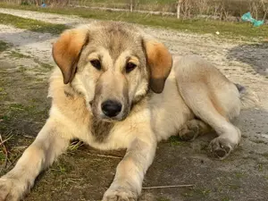 Hanno, geb. ca. 09 2024,lebt in GRIECHENLAND, im städt. Tierheim Serres Bild 5