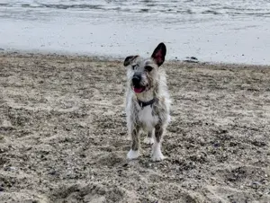 Matt sucht Terrier-Liebhaber