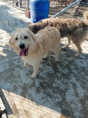 Bubz sucht Zuhause Bild 6