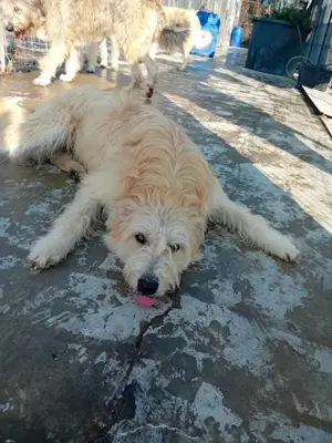 Bubz sucht Zuhause Bild 7