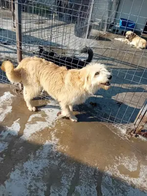 Bubz sucht Zuhause Bild 8