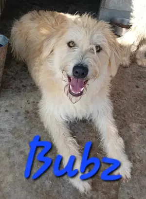 Bubz sucht Zuhause Bild 5