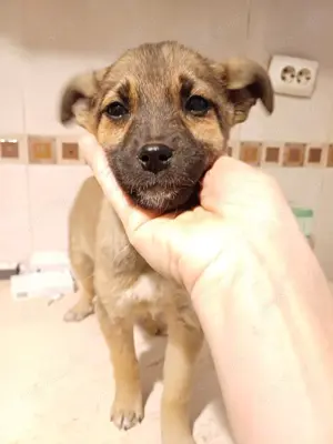 Welpenmädel Tilly soll nicht im Tierheim aufwachsen Bild 5