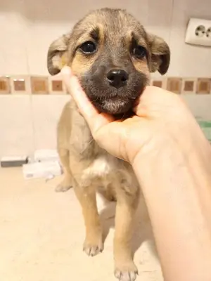Welpenmädel Tilly soll nicht im Tierheim aufwachsen Bild 6