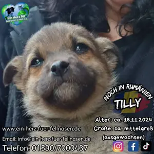Welpenmädel Tilly soll nicht im Tierheim aufwachsen