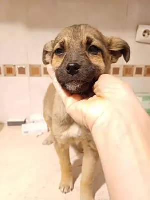 Welpenmädel Tilly soll nicht im Tierheim aufwachsen Bild 4
