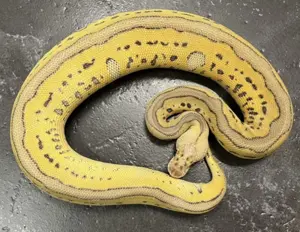 Königspython Super Pastel Leopard Clown  Weiblich, NZ 2023