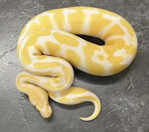 Königspython Albino 100% Het. Piebald  Weiblich, NZ 2023