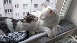   Aspita & Jerry   Charmantes Katzenpaar sucht gemeinsam ein ruhiges Zuhause 