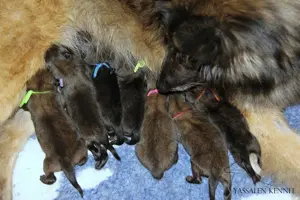 Tervueren Belgischer Schäferhund Welpe mit FCI-Dokumenten (rüden und hündinn)