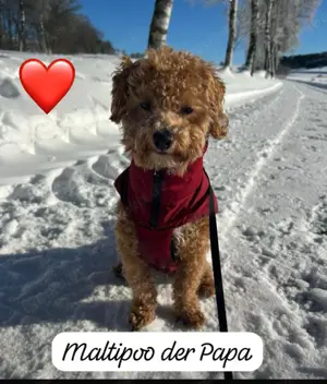 Zuckersüsser Maltipoo Rüde