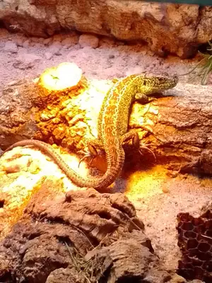 Zauneidechsen Lacerta agilis Bild 10