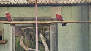 Verkaufe Rosa Kakadu Pärchen 