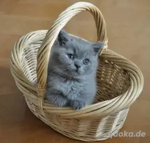 Britisch Kurzhaar Katzen