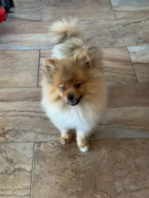 Pomeranian Zwergspitz