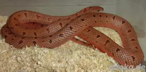 1.0 Lampropeltis leonis red leopard 