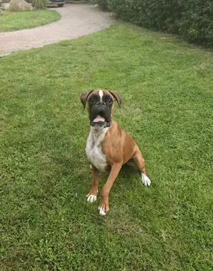 schönes Mädchen Deutscher Boxer FCI
