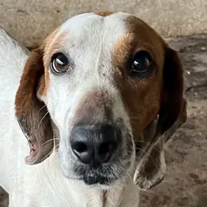 Zack, geb. ca. 10 2022, lebt in GRIECHENLAND, auf einer privaten Pflegestelle 
