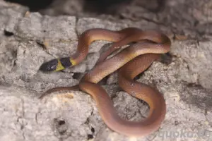 0.1 Rote Kaffeeschlange (Ninia sebae) 