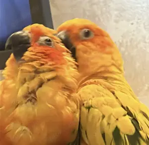 verkaufe ein paar Sonnensittiche
