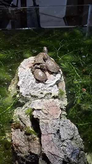 Europäische Sumpfschildkröten 