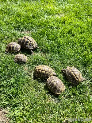 Griechische Landschildkröte THB Bild 2