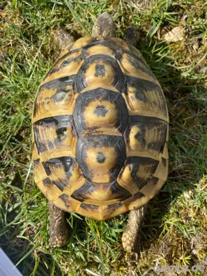 Griechische landschildkröten mädels 04 08 Bild 3